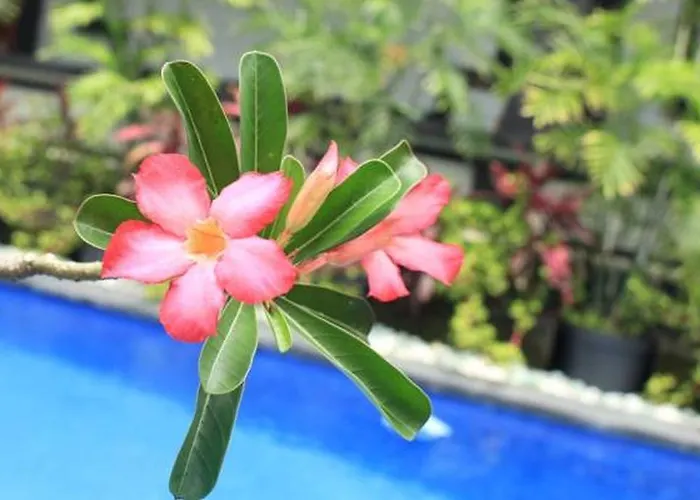 Guest house Nayanika House Ubud (Bali)